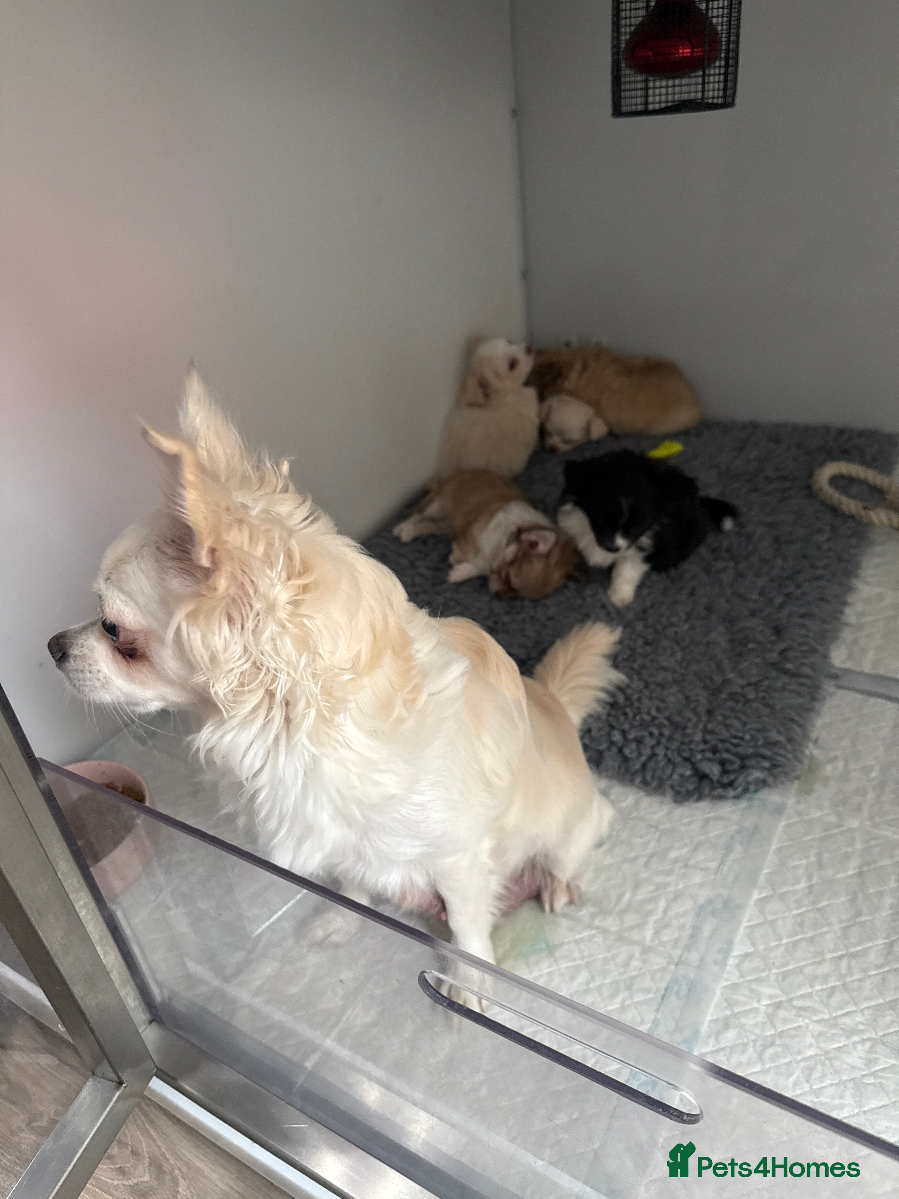 Chihuahua dogs Beautiful chihuahua pups - Advert 6
