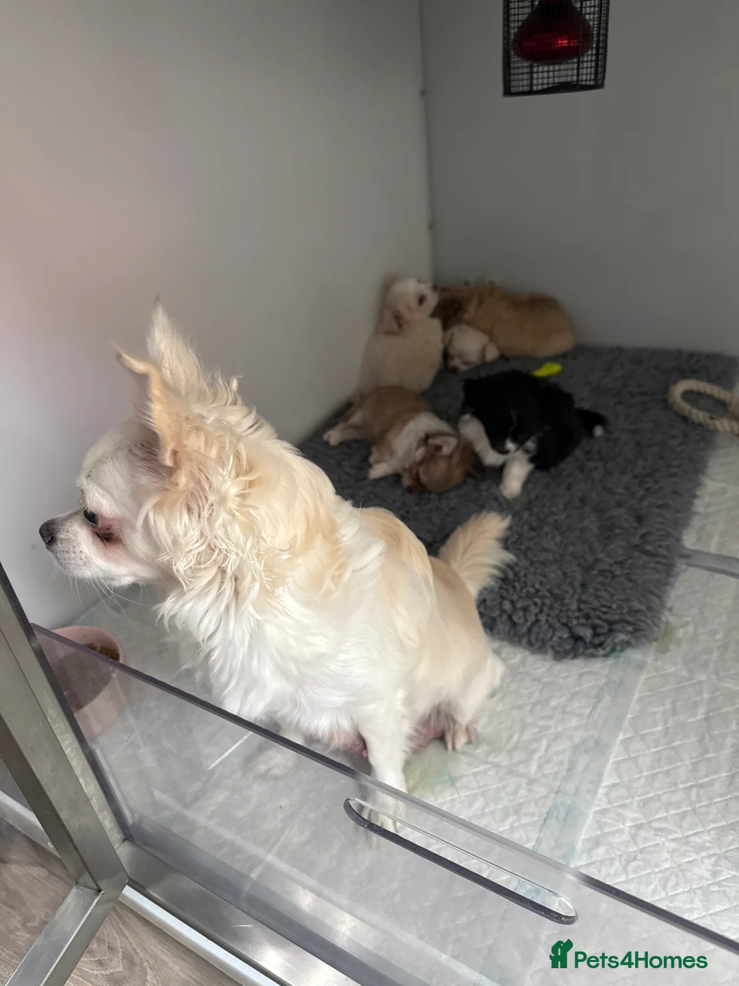 Chihuahua dogs for sale: Beautiful chihuahua pups - Advert 1