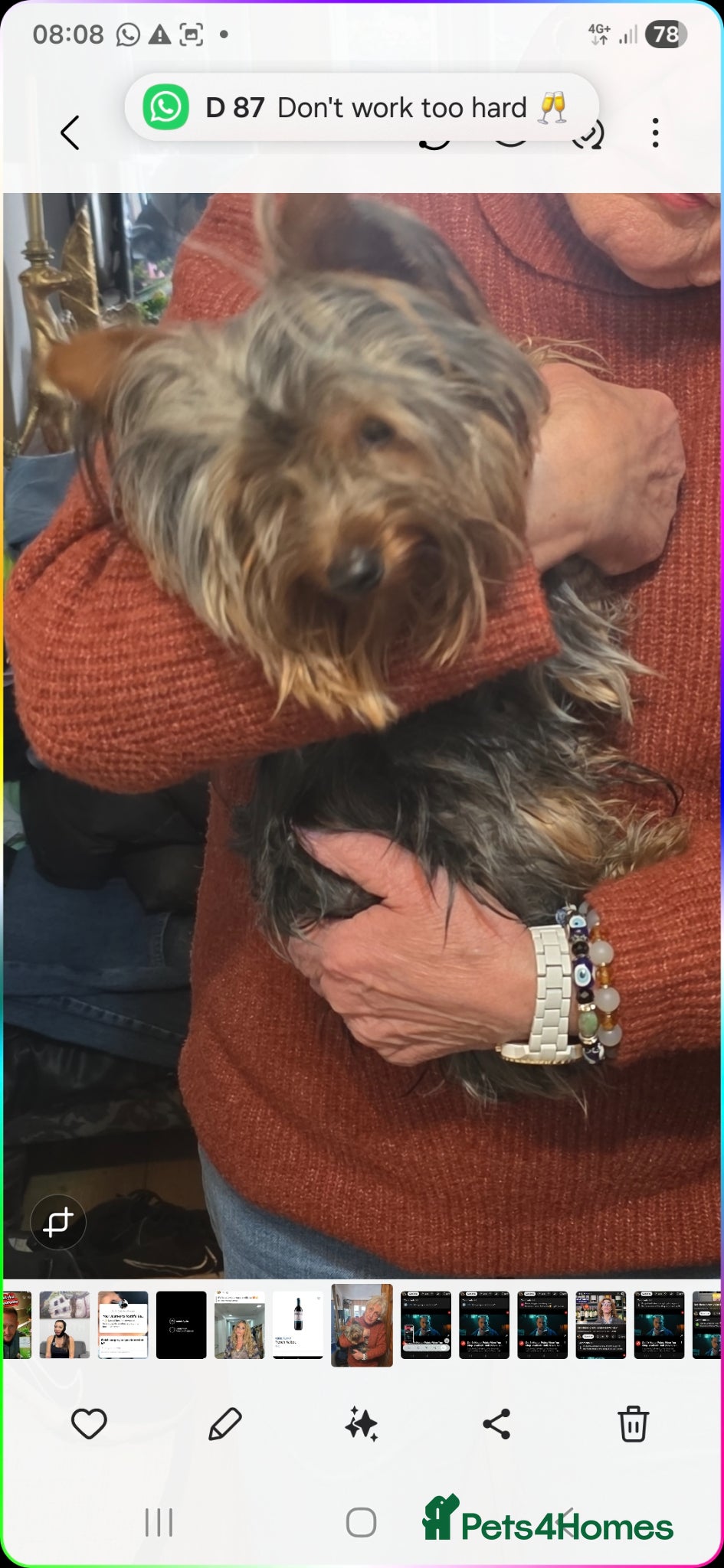 Yorkshire Terrier dogs Yorkshire terier stud - Advert 6