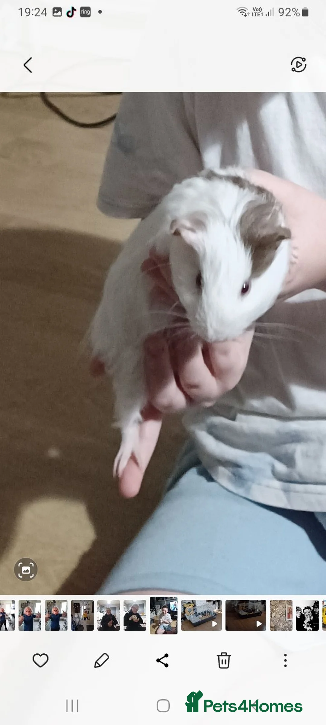 Guinea Pig rodents for sale: 2 male guinea pigs in Liverpool - Advert 4