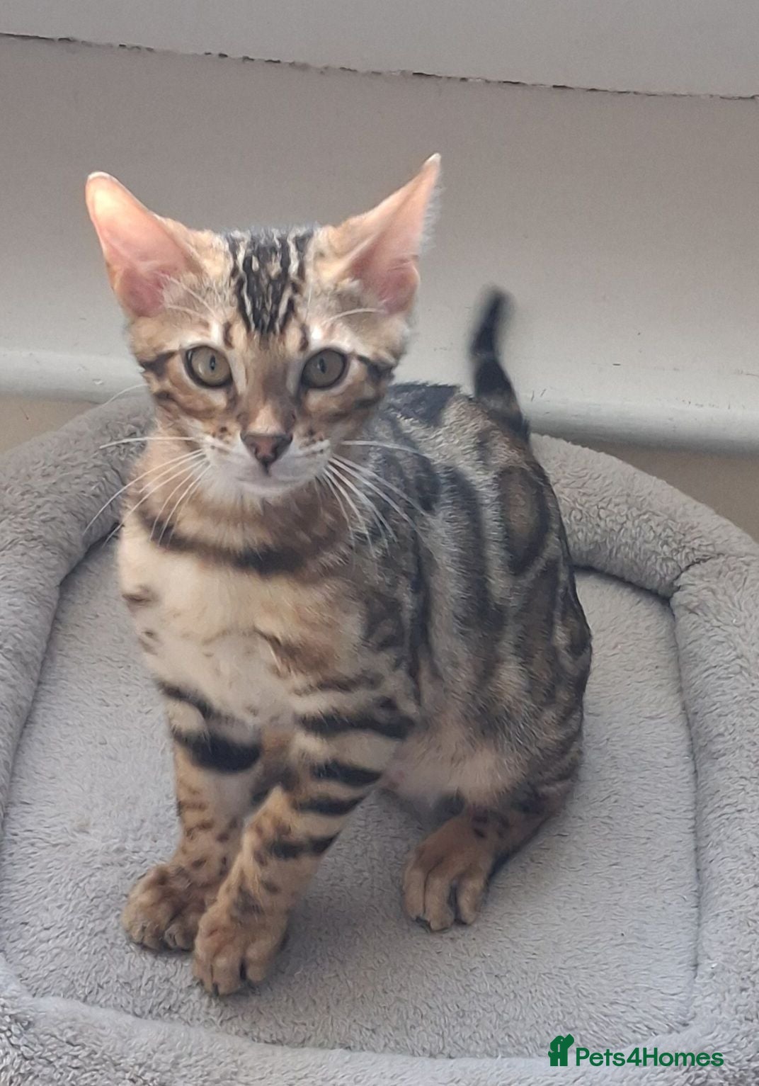 Bengal cats Super glittered brown Bengal - Advert 6