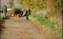 Labrador Retriever dogs for stud: Working KC reg Fox Red Labrador Retriever For Stud in Chelmsford - Image 7