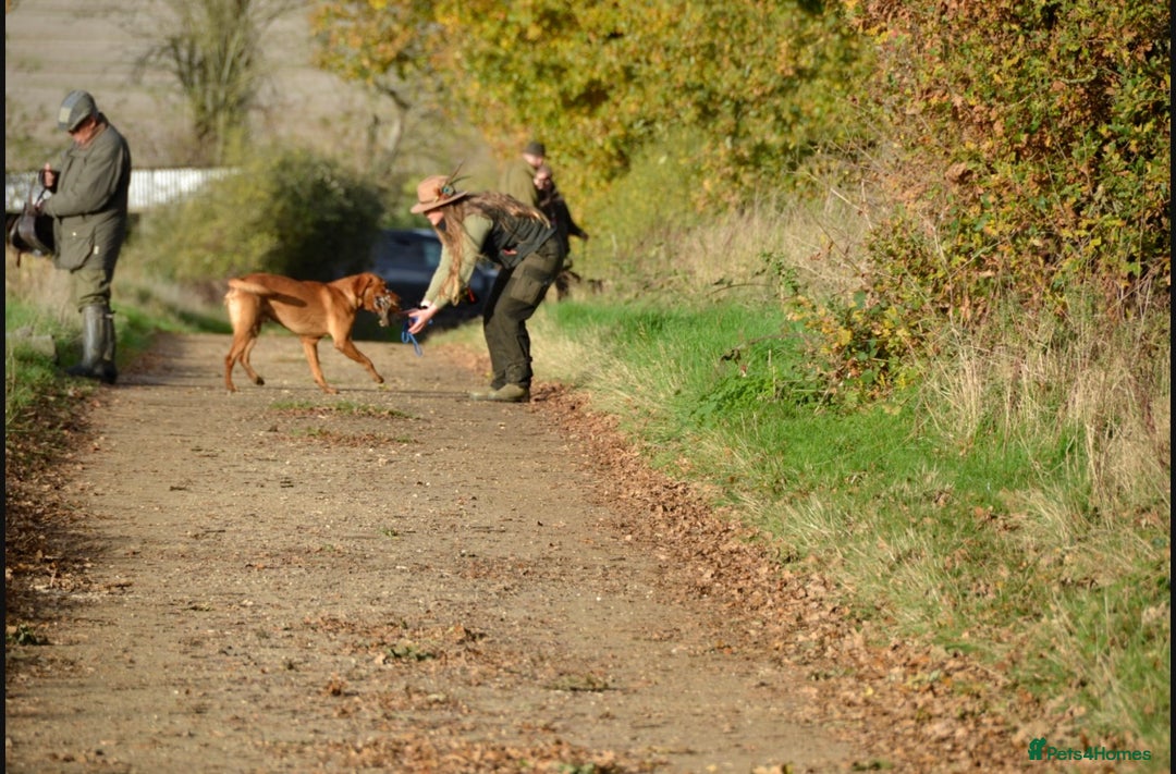 Labrador Retriever dogs for stud: Working KC reg Fox Red Labrador Retriever For Stud in Chelmsford - Image 7