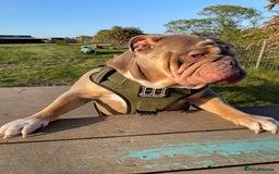English Bulldog dogs for sale: Lilac & Tan English Bulldog 3 Yr Old MALE - Image 3