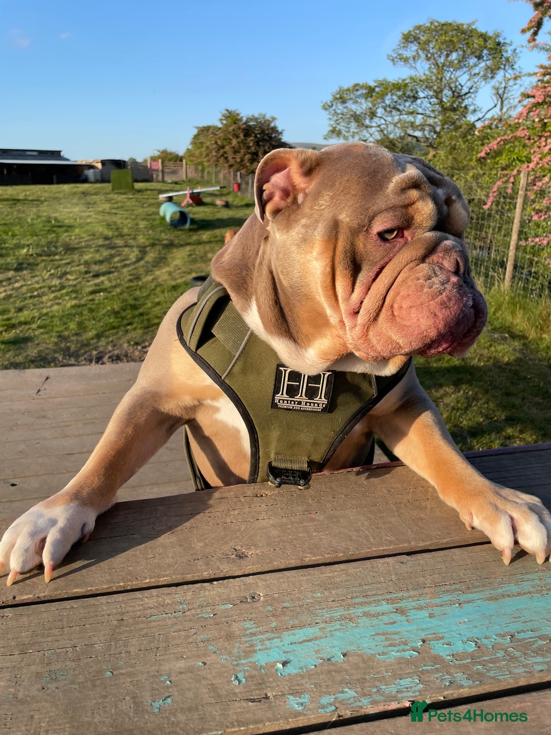 English Bulldog dogs for sale: Lilac & Tan English Bulldog 3 Yr Old MALE - Image 3
