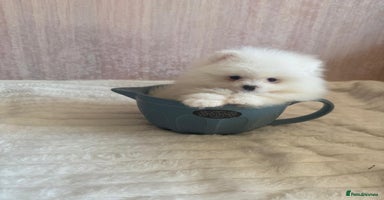 Pomeranian dogs - Advert 2