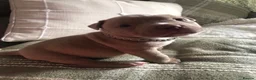 American Bully dogs for sale: Pocket Bully Puppies  - Advert 14