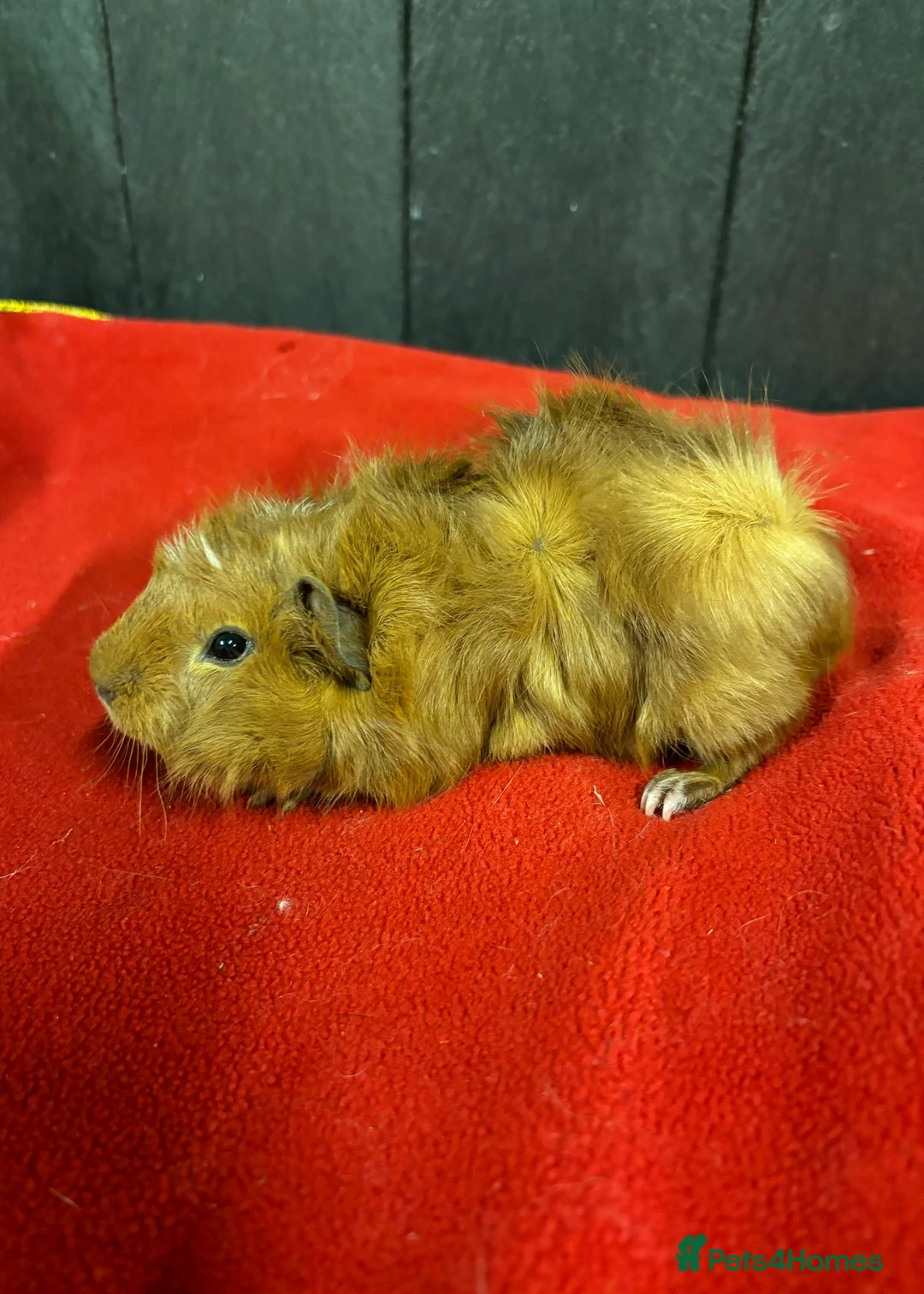 Guinea Pig rodents for sale: Female guinea pigs  - Advert 2