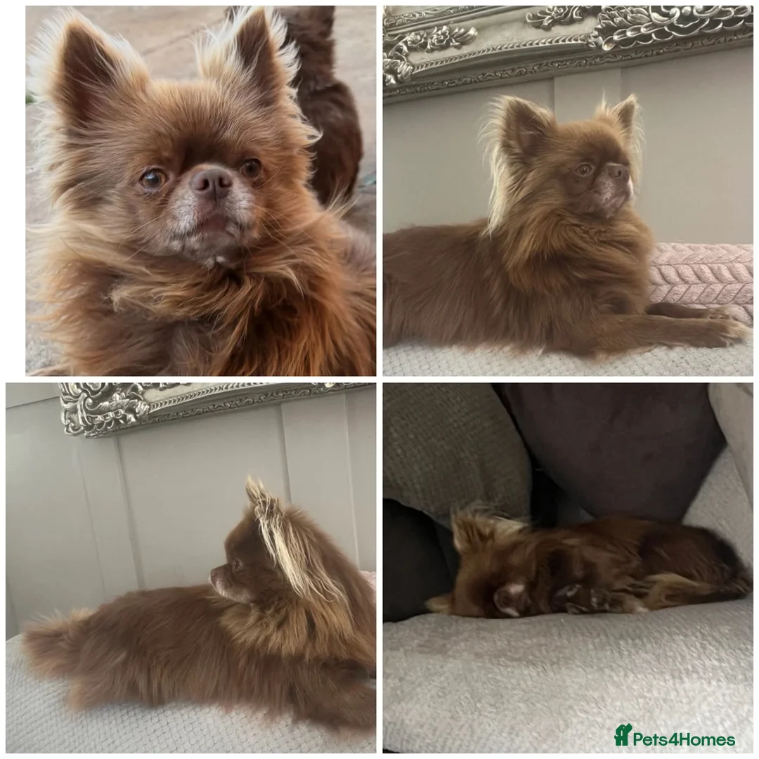 Chihuahua dogs for sale: Rare, 5 full pedigree KC pups ready to reserve❤️  - Advert 2