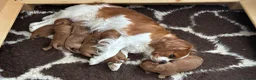 Cavapoo dogs for sale: Health tested F1 Cavapoo puppies 🐶🥰 - Advert 16