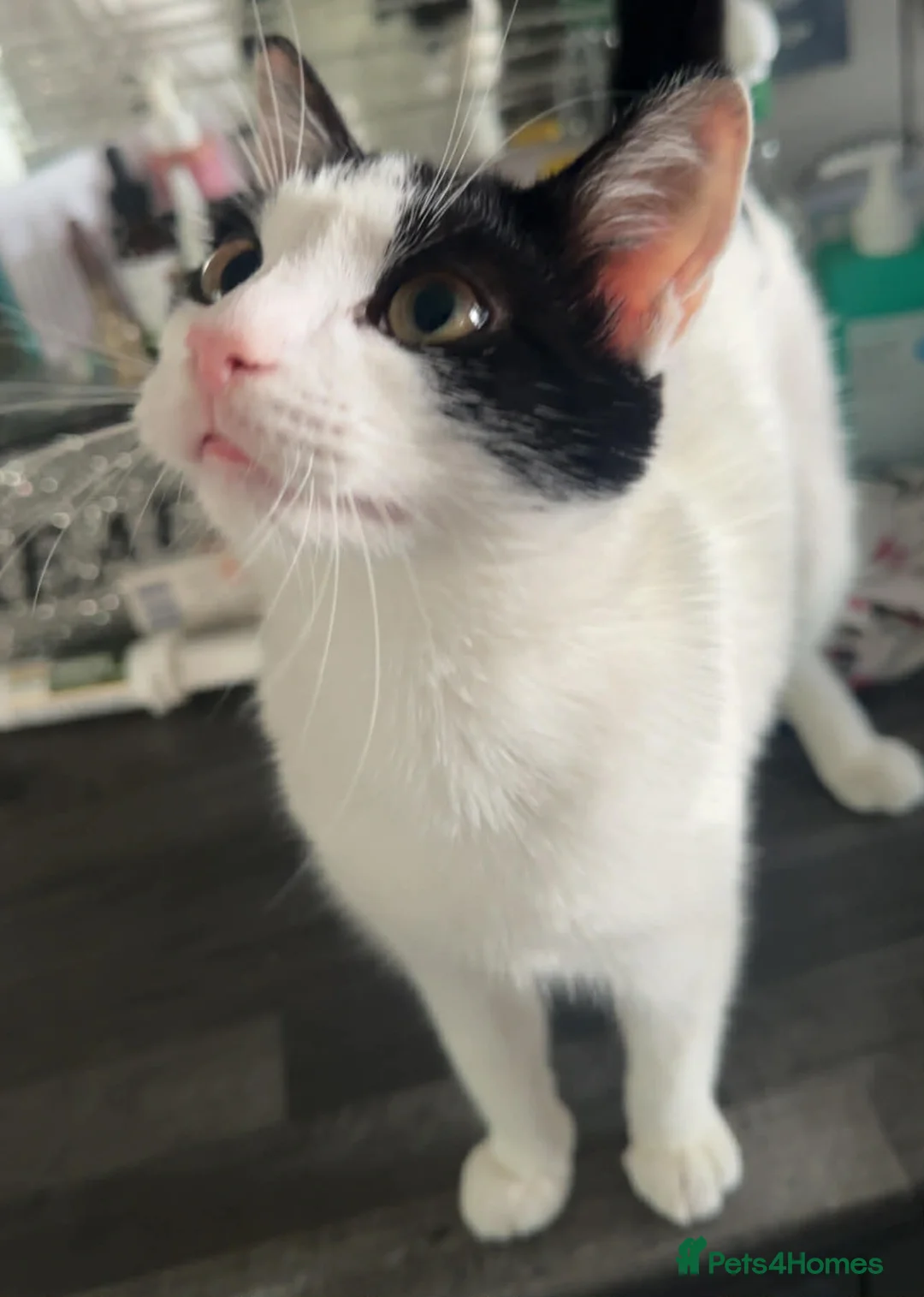 Domestic Shorthair cats for sale: Two kittens for sale - Advert 2