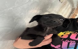 Patterjack dogs for sale: Patterjaks  - Image 4