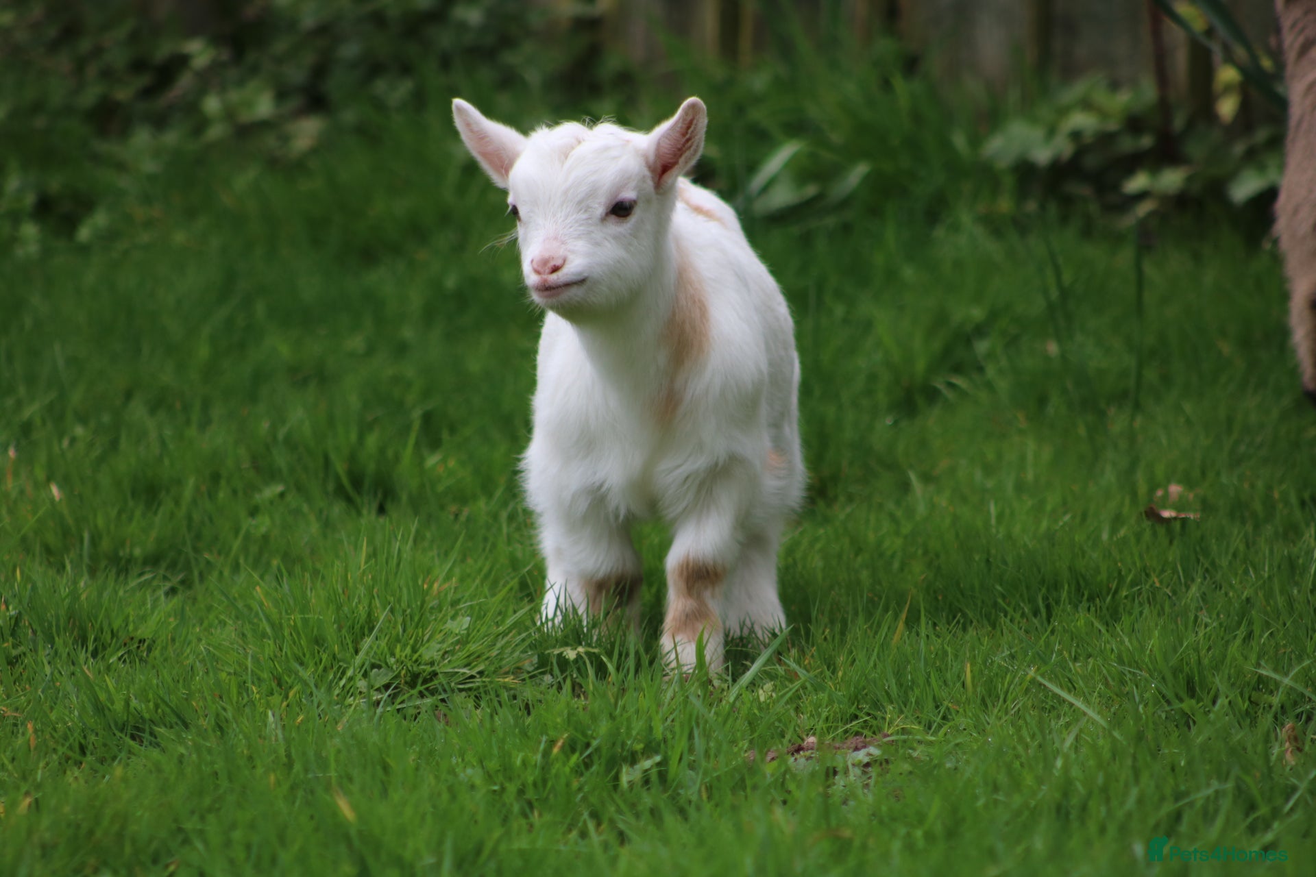 Goats livestock Pygmy Goat Club registered goats  - Advert 1