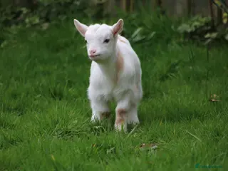 Goats livestock Pygmy Goat Club registered goats - Advert 4