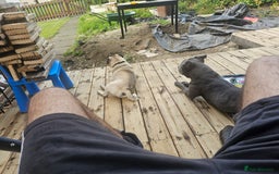 Staffordshire Bull Terrier dogs for stud: Stunning blue staffy for 1st time stud - Image 12