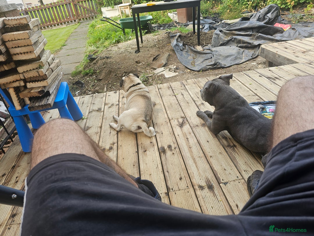 Staffordshire Bull Terrier dogs for stud: Stunning blue staffy for 1st time stud - Image 12