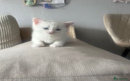 Mixed Breed cats for sale: Sweet Kitties - Image 2