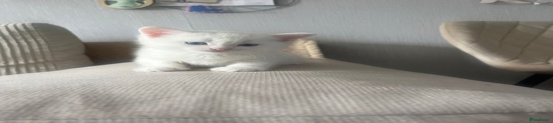 Mixed Breed Kitten 2