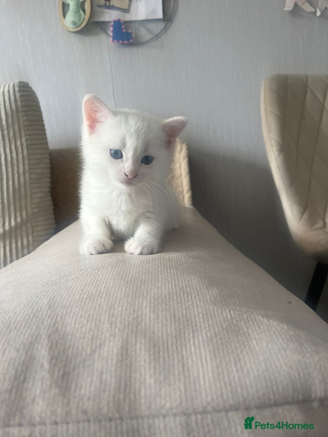 Mixed Breed cats for sale: Sweet Kitties - Image 2