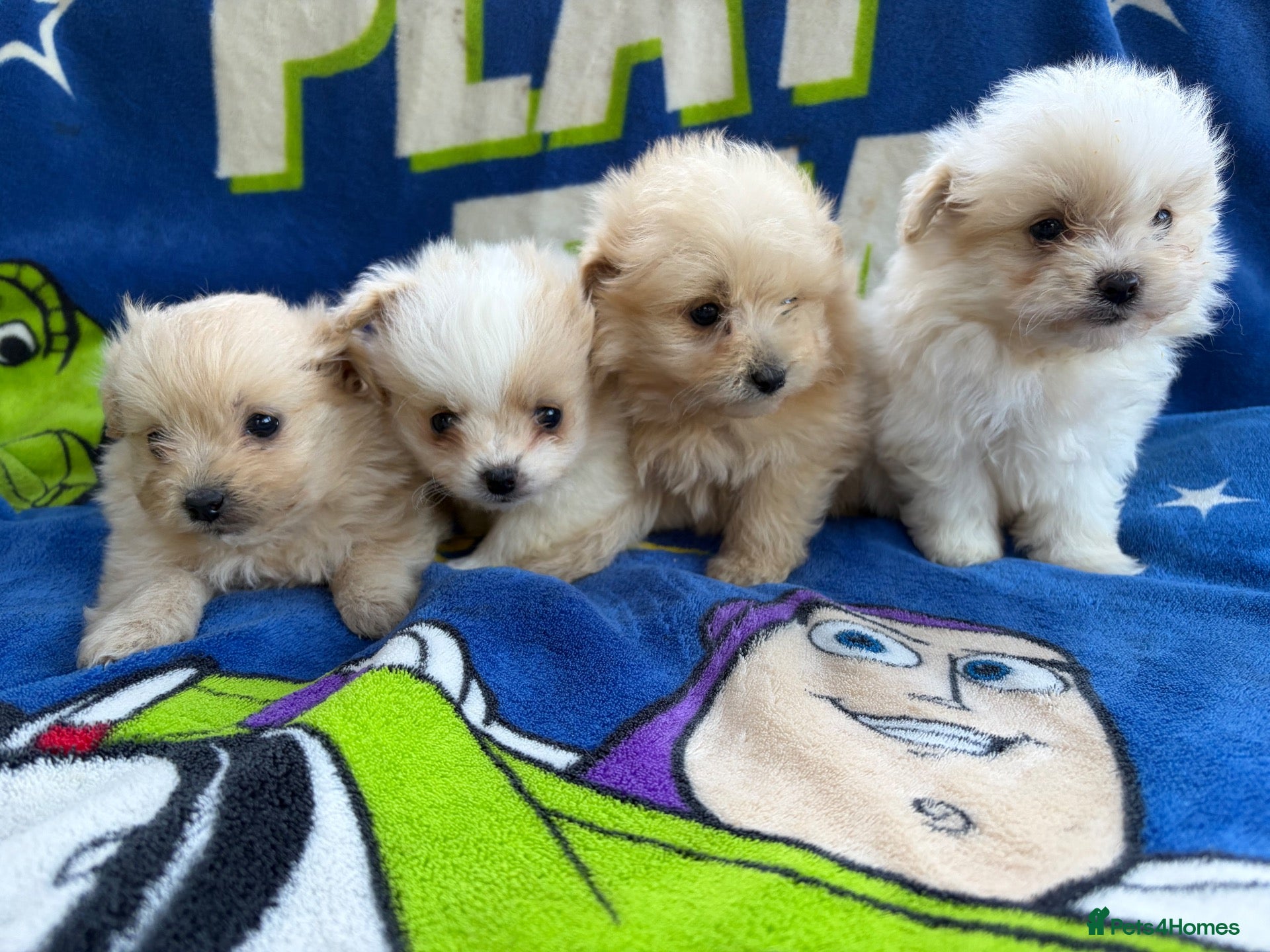 Pomapoo dogs Pomapoo puppies  - Advert 1