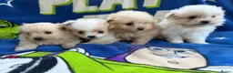 Pomapoo dogs for sale: Pomapoo puppies  - Advert 1