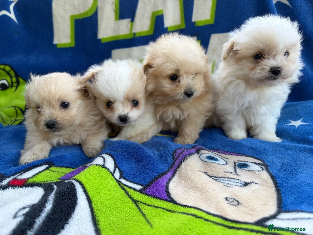 Pomapoo dogs for sale: Pomapoo puppies  - Advert 1