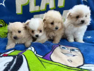 Pomapoo dogs Pomapoo puppies - Advert 12