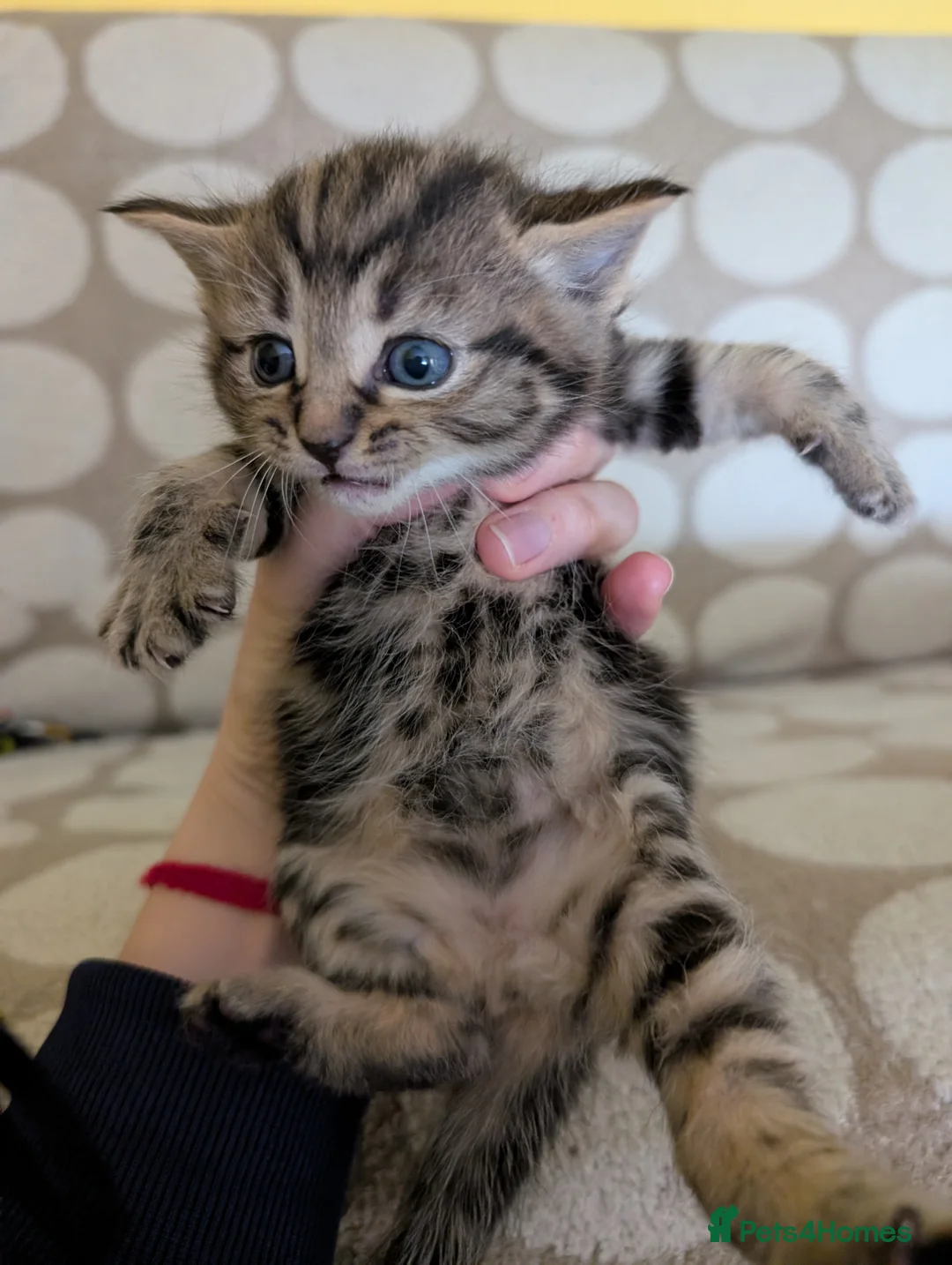 Mixed Breed cats for sale: 3 lovely kittens still for sale - Advert 2