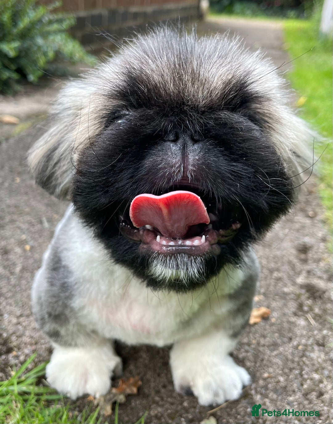 Pekingese dogs for sale: 🩵 KC reg Pekingese Puppy 🩵 - Image 9