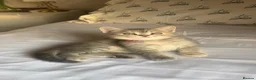 Persian cats for sale: Gorgeous persian kittens  - Advert 8