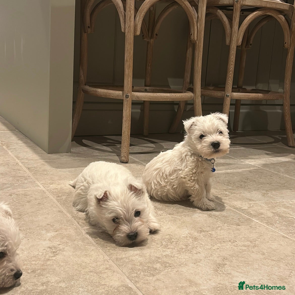 West Highland Terrier dogs BEAUTIFUL KC WESTIE PUPPIES - Advert 4
