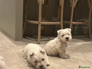 West Highland Terrier dogs BEAUTIFUL KC WESTIE PUPPIES - Advert 3
