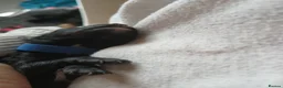 Mixed Breed dogs for sale: 3 Adorable F2B crested poos in Withernsea - Advert 14