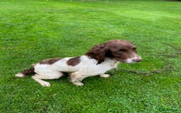 English Springer Spaniel dogs for sale: Gorgeous L/W Springer Spaniel Dog - Image 3