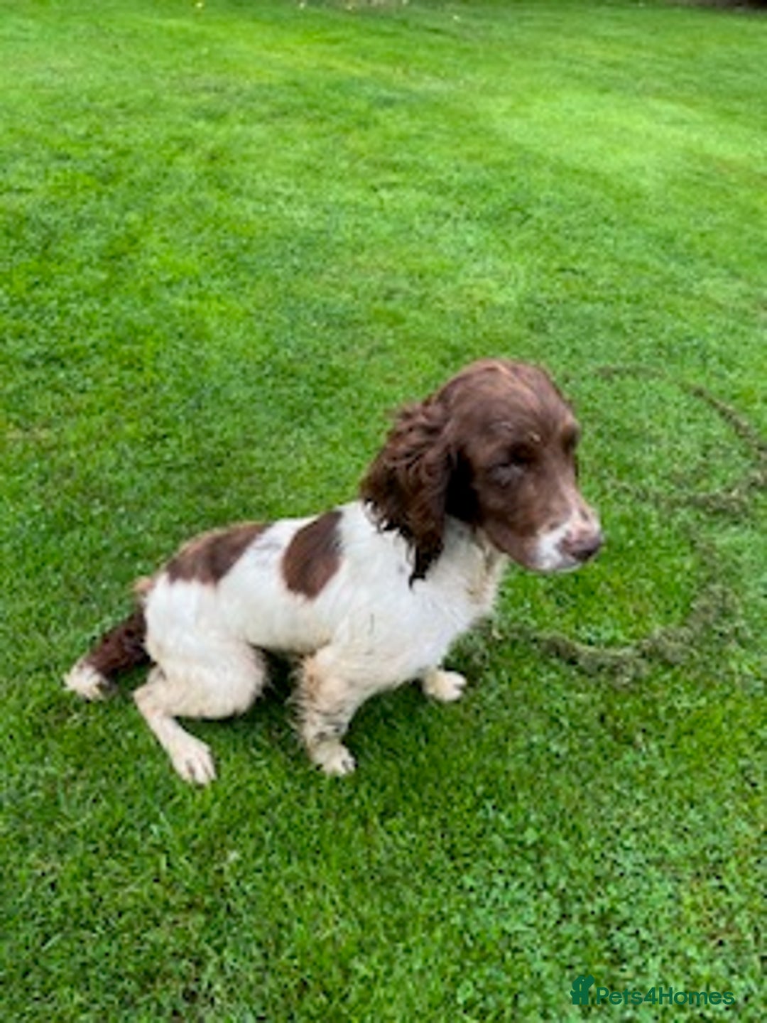 English Springer Spaniel dogs for sale: Gorgeous L/W Springer Spaniel Dog - Image 3