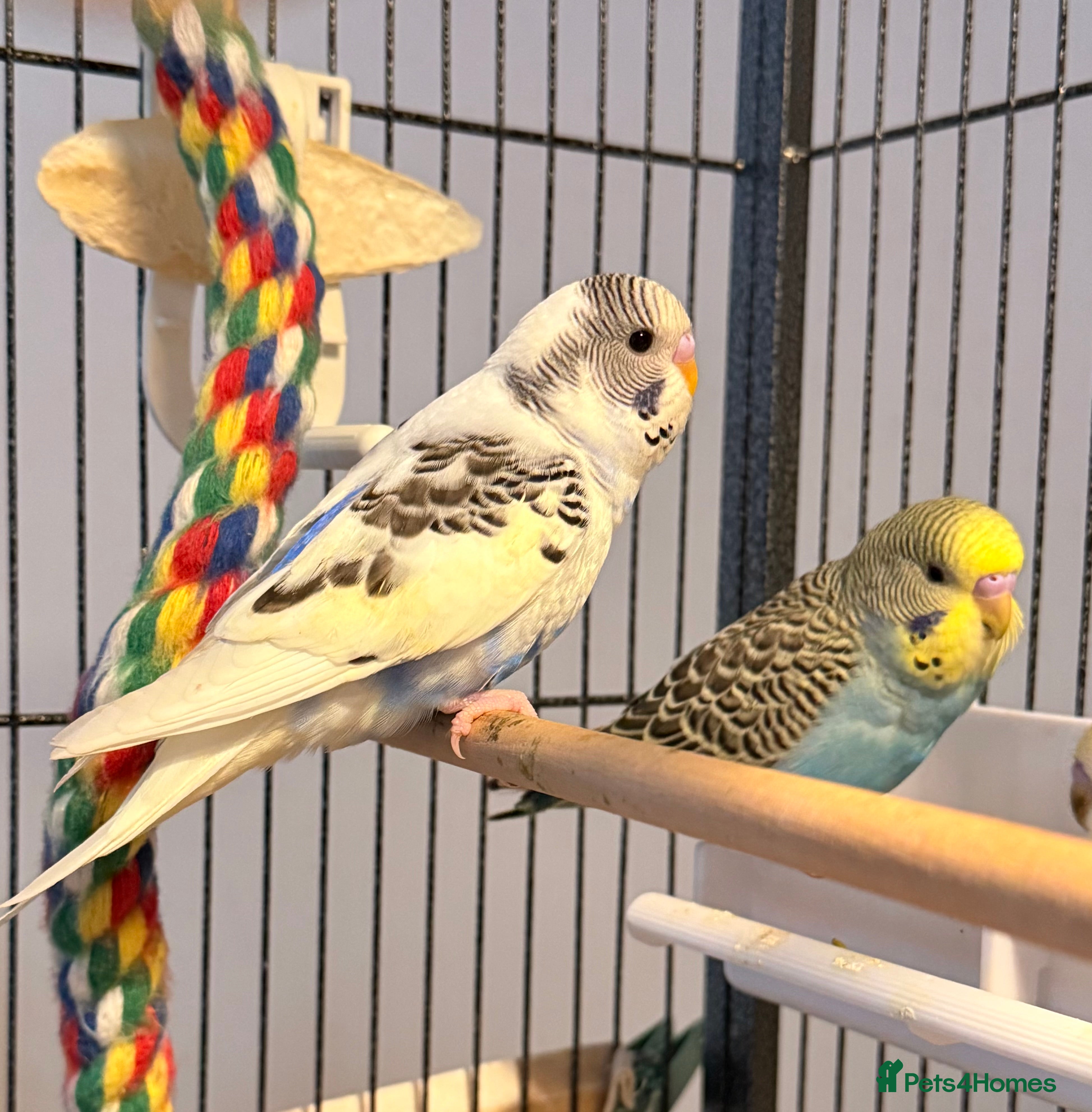 Budgerigars birds  pair of beautiful budgies  young  - Advert 9