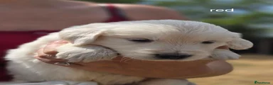 Golden Retriever 5