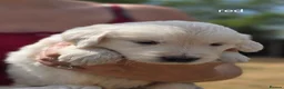 Golden Retriever dogs for sale: Gorgeous KC registered puppies for sale - Advert 2