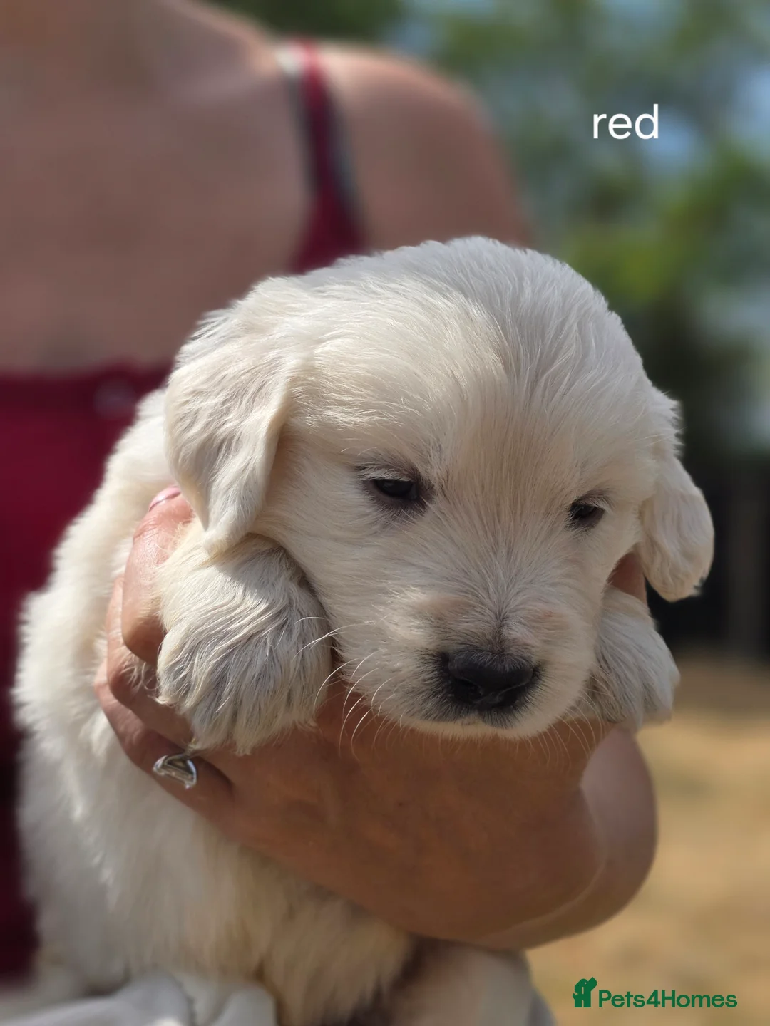 Golden Retriever dogs for sale: Gorgeous KC registered puppies for sale - Advert 2
