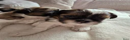 Shih Tzu dogs for sale: Beautiful Purebred Shih Tzu Puppies for Sale - Advert 26