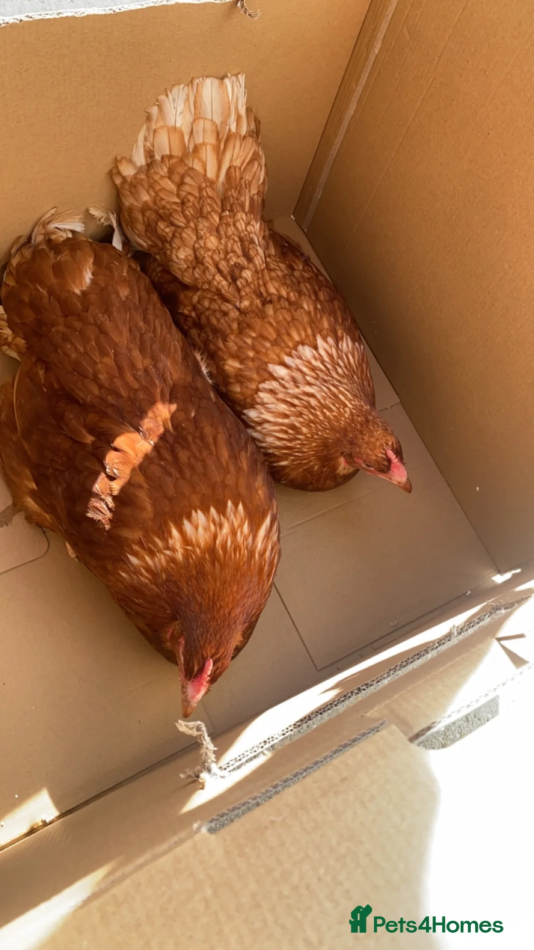 Chickens poultry for sale: 5 hens in Buxton - Advert 2