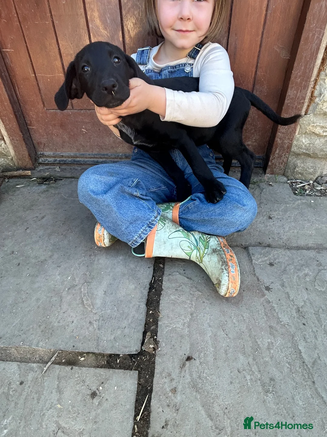 Mixed Breed dogs for sale: Pointe x labs in Malton - Advert 2