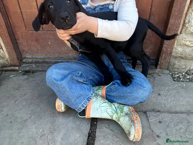 Mixed Breed dogs for sale: Pointe x labs - Advert 2