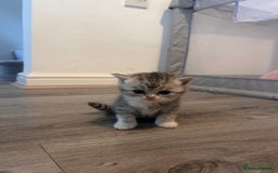 Scottish Fold cats for sale: Scottish fold and straights - Image 3