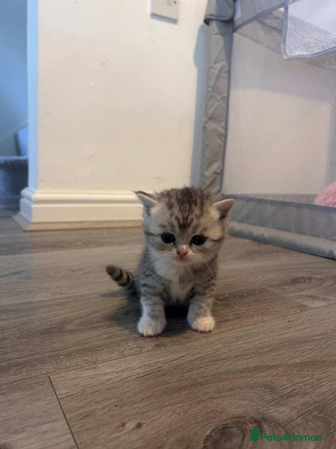 Scottish Fold cats for sale: Scottish fold and straights - Image 3