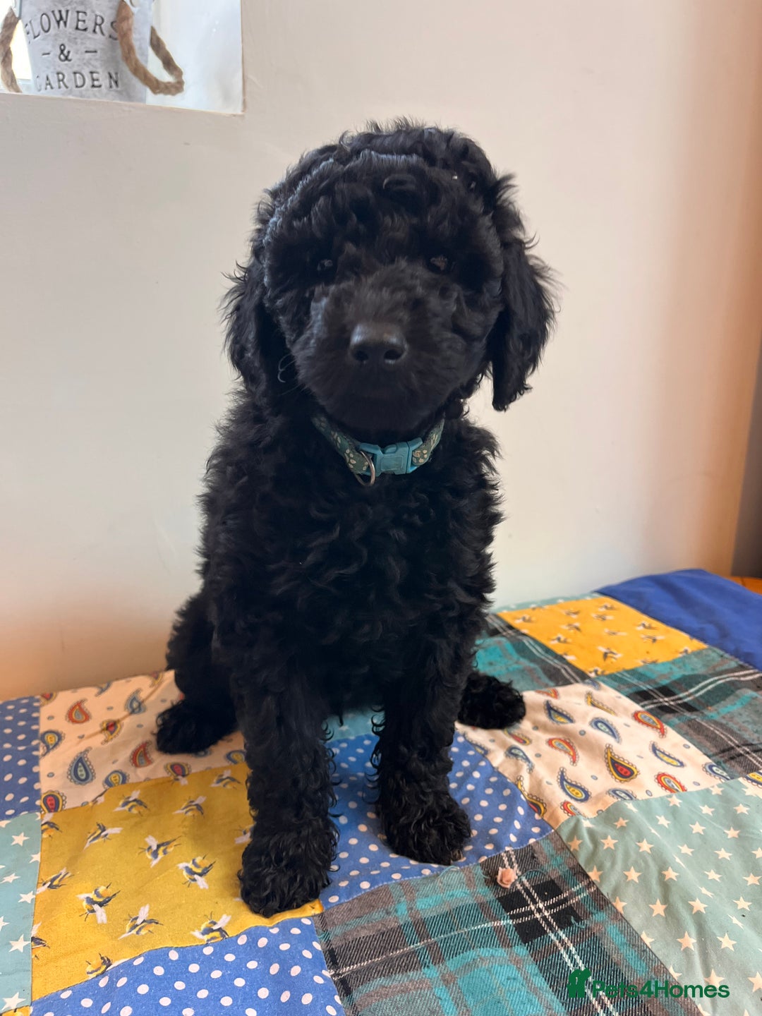 Australian Labradoodle dogs for sale: Home raised, DNA tested, Australian Labradoodles - Advert 4