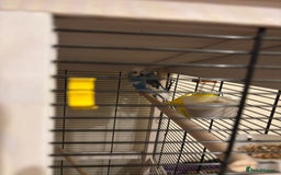 Budgerigars birds for sale: Two male budgies  - Image 3
