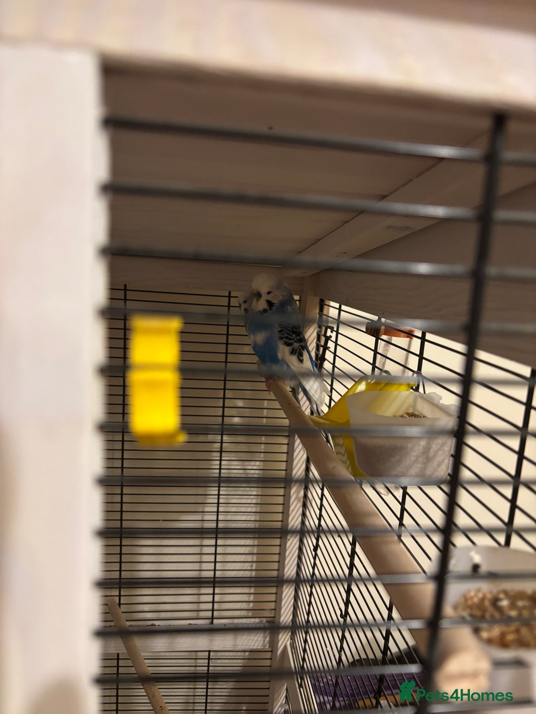 Budgerigars birds for sale: Two male budgies  - Image 3
