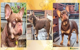 French Bulldog dogs for stud: 🐾⭐️New Shade Rojo tan RFG 0, 6 panel clear⭐️🐾 in Birmingham - Image 1