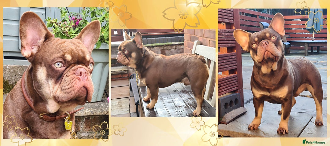 French Bulldog dogs for stud: 🐾⭐️New Shade Rojo tan RFG 0, 6 panel clear⭐️🐾 in Birmingham - Image 1
